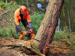 Reliable Lodi, WI Tree Removal and Landscaping Services Solutions